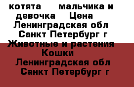 котята : 4 мальчика и 1 девочка  › Цена ­ 1 - Ленинградская обл., Санкт-Петербург г. Животные и растения » Кошки   . Ленинградская обл.,Санкт-Петербург г.